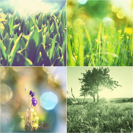 green collageの写真素材