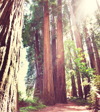 sequoiaの写真素材