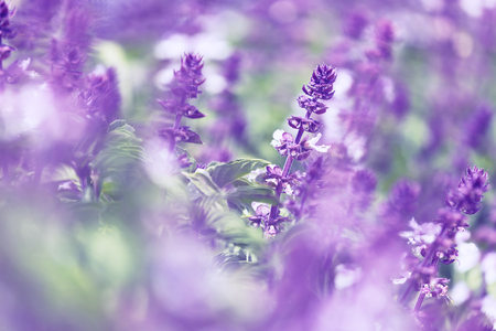 mint flowersの写真素材