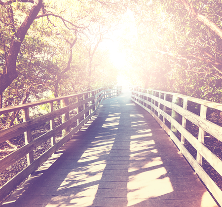 boardwalk in forestの写真素材