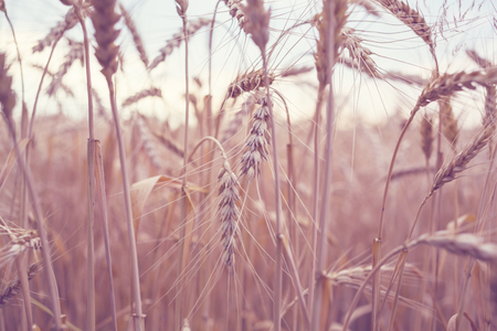 wheatの写真素材
