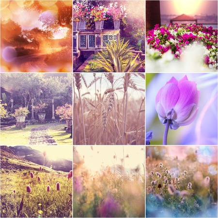 Spring flowers collageの写真素材