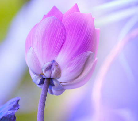 Lotusの写真素材