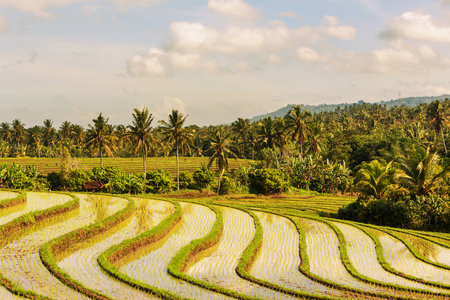 Rice terrace in Indonesiaの写真素材