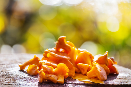 mushrooms in fall seasonの写真素材