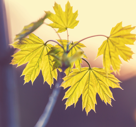 autumn leavesの写真素材