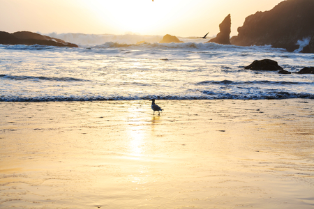 Ocean coast in National Park, Washingtonの写真素材