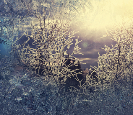 Winter forestの写真素材