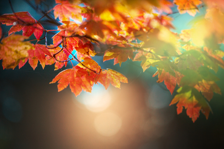 autumn leavesの写真素材