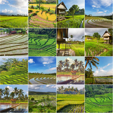 green fields in Indonesiaの写真素材