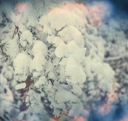 Winter forestの写真素材