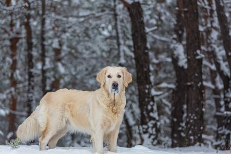dog in winter forestの写真素材