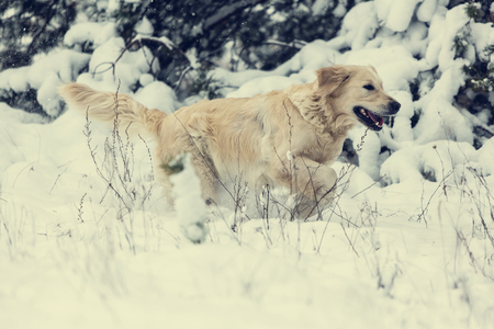 dog in winter forestの写真素材