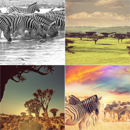 african safari collagesの写真素材
