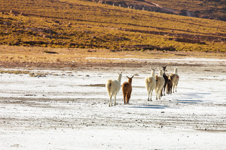 Llama in Boliviaの写真素材