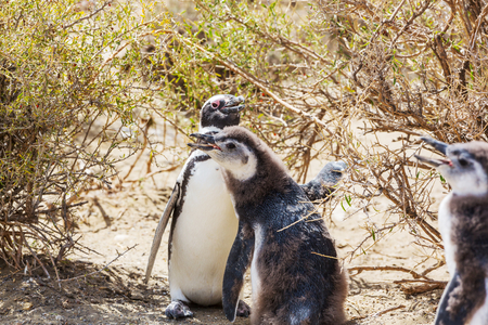 Magellanic Penguin (Spheniscus magellanicus) in Patagoniaの写真素材