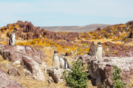 Magellanic Penguin (Spheniscus magellanicus) in Patagoniaの写真素材