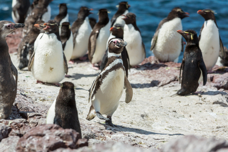 Magellanic Penguin (Spheniscus magellanicus) in Patagoniaの写真素材