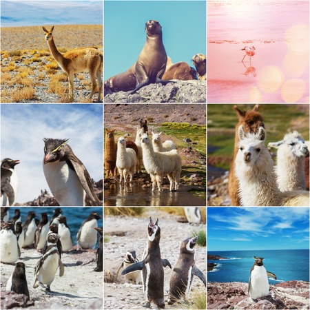 Argentina animals collageの写真素材