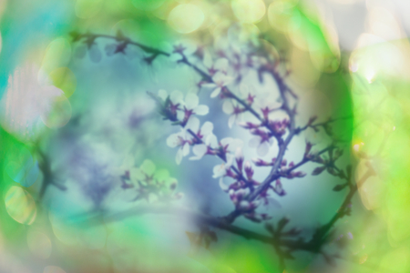 Flowers of the cherry blossoms in a spring gardenの写真素材