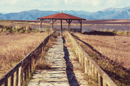 boardwalk in forestの写真素材