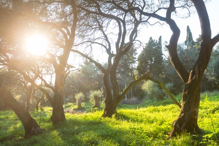 Olives trees in Greeceの写真素材