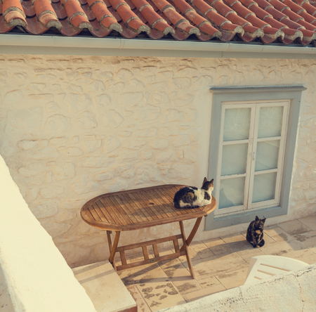 Greece catの写真素材