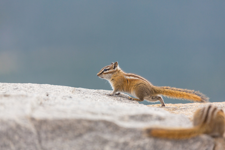 chipmunkの写真素材
