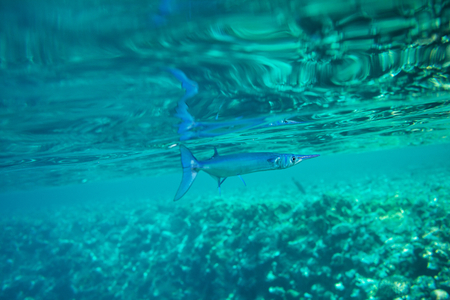 Coral fish in Red Sea Egyptの写真素材