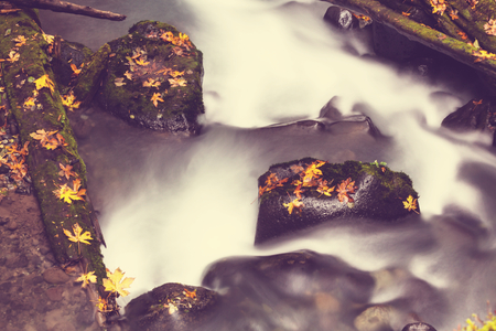 The forest creek in autumnの写真素材
