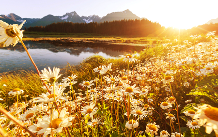 Mountain meadow in sunny dayの写真素材