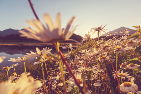 mountains meadowの写真素材