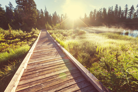 boardwalk in forestの写真素材