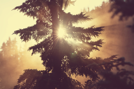 Sunbeams in morning summer forestの写真素材