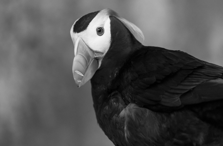 Puffinの写真素材