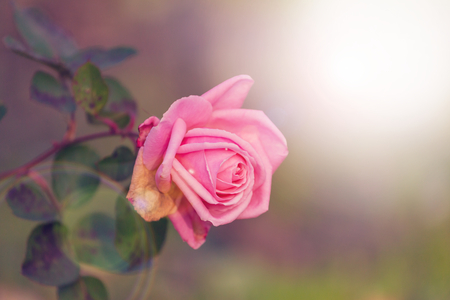 Roseの写真素材