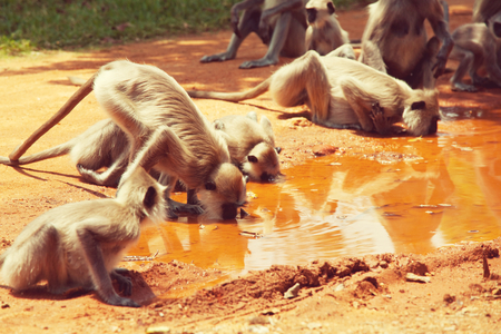 Monkey in Indonesiaの写真素材