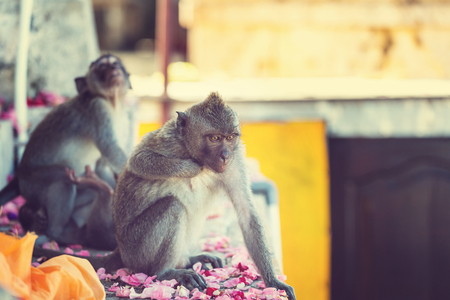 Monkey in Indonesiaの写真素材