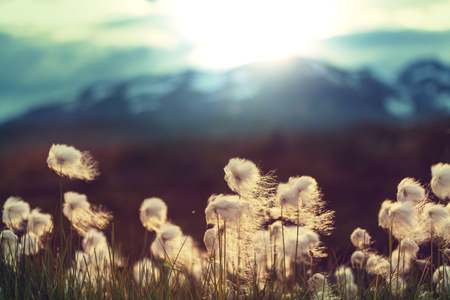 Arctic cotton flowersの写真素材