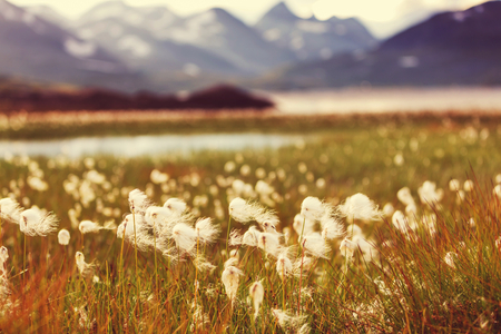 Arctic cotton flowersの写真素材