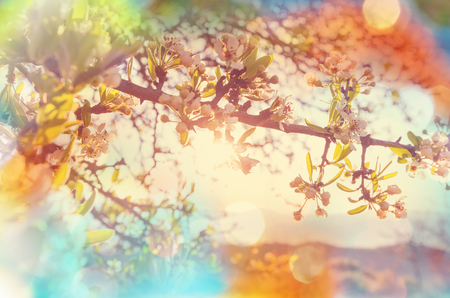 Blossoming cherryの写真素材