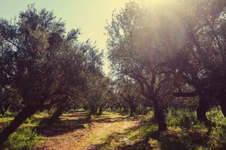 Olives gardenの写真素材