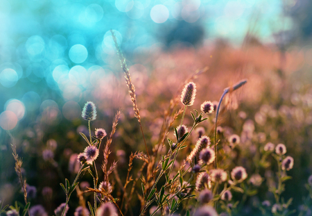 Summer flowers on the meadowの写真素材