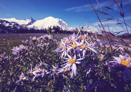 Mountain meadow in sunny dayの写真素材