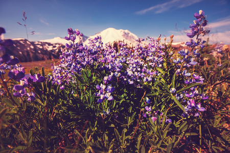 Mountain meadow in sunny dayの写真素材
