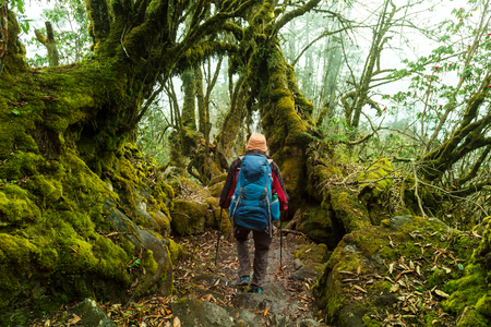 Hiker in Himalayan jungles, Nepal, Kanchenjunga regionの写真素材