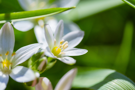 Snowdrops in spring seasonの写真素材