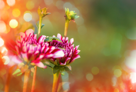 Flowersの写真素材