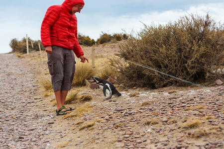 Magellanic Penguin (Spheniscus magellanicus) in Patagoniaの写真素材
