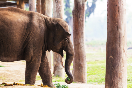 Baby elephant in Chitvan National Park, Nepalの写真素材